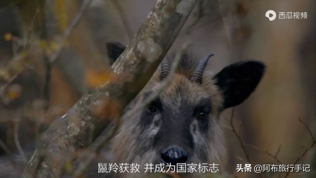 豆瓣9.1分看哭百万人,豆瓣评分9.0却很少有人看懂