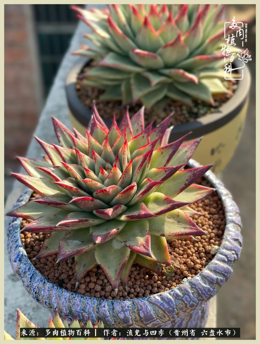 国庆假期你快乐吗？来，凉都美肉与你相伴一一小乌木的霸气东云