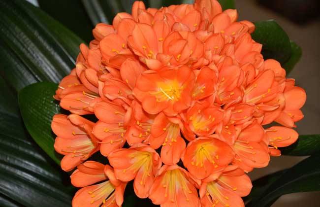 四季开花的君子兰有什么品种,君子兰花卉哪个品种最好