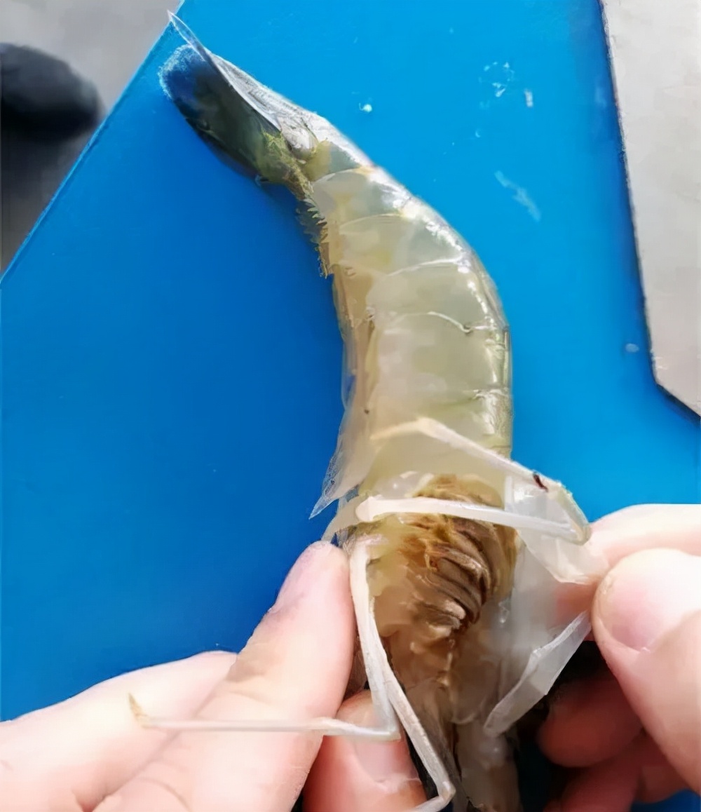 养殖对虾黑鳃如何处理,对虾黑鳃用碘消毒多久可以洗鳃