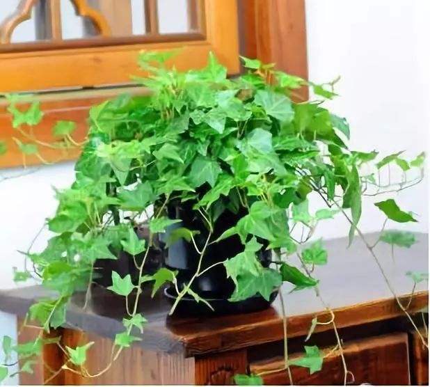 厕所里放一桶水拉屎可以除臭吗,厕所有异味用什么盆栽