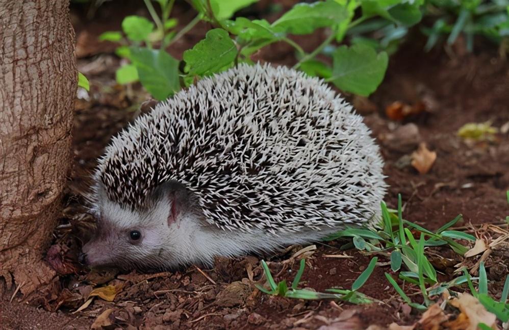 一晚上抓71只刺猬！山东一对夫妻被抓！为保护动物，每只200元