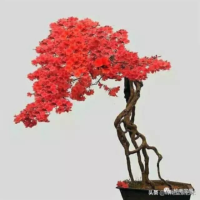 以根代杆下细上粗式盆景图片,十种适合吊着养的盆景