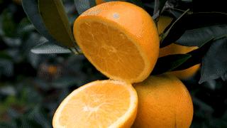 婀栧寳绉綊浼︽櫄鑴愭鐖嗙敎鐖嗘眮鍥炬枃,绉綊浼︽櫄鑴愭鐖嗘眮