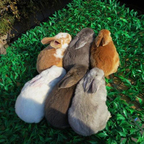 养兔技术提高肉兔产肉率高的措施,养兔注意事项及危害