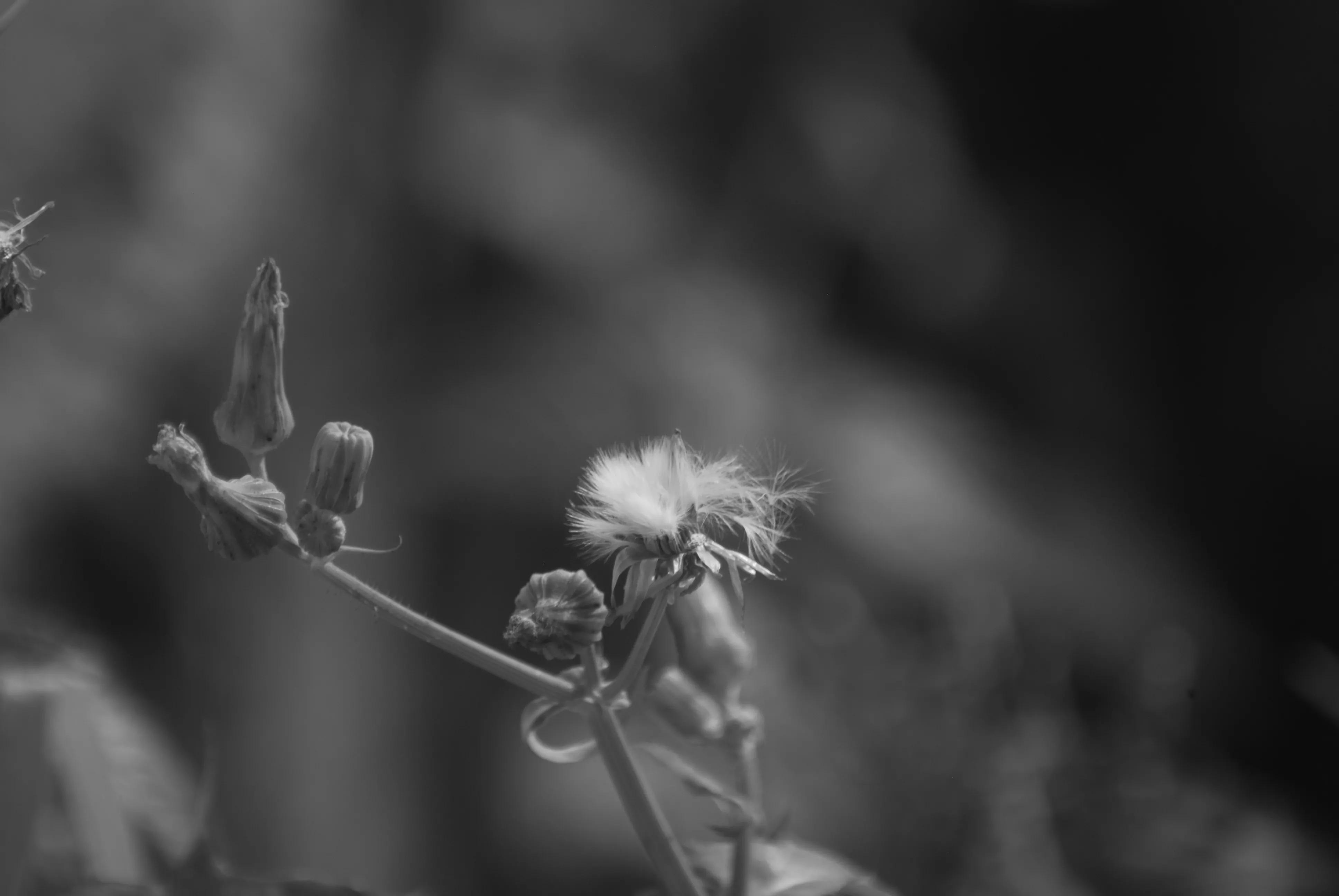 1000多的二手单反值得买吗,1000元左右二手单反全画幅