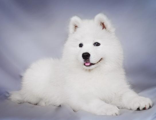 萨摩耶不同阶段要吃什么,养萨摩耶需要知道的