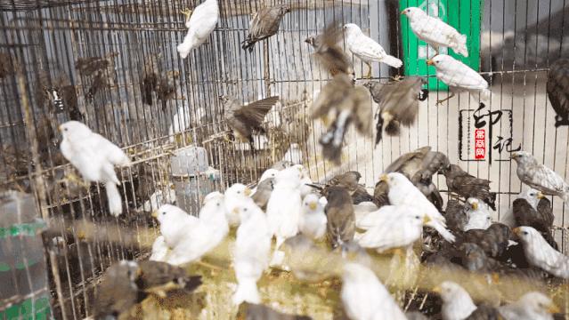 商丘道北花鸟批发市场,商丘花鸟宠物市场