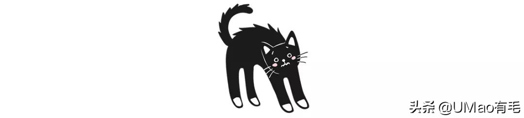 上门喂猫到底怎么样,上门喂猫一般多久一次