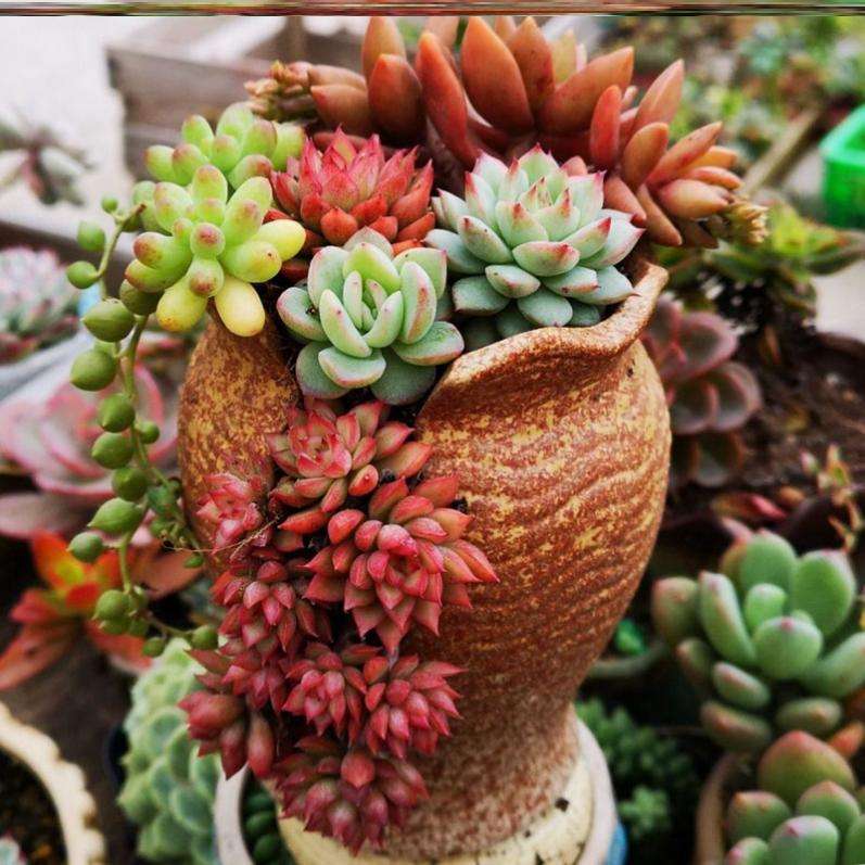 别被多肉假老桩“欺骗”,和真老桩不在一个档次,价格差几倍