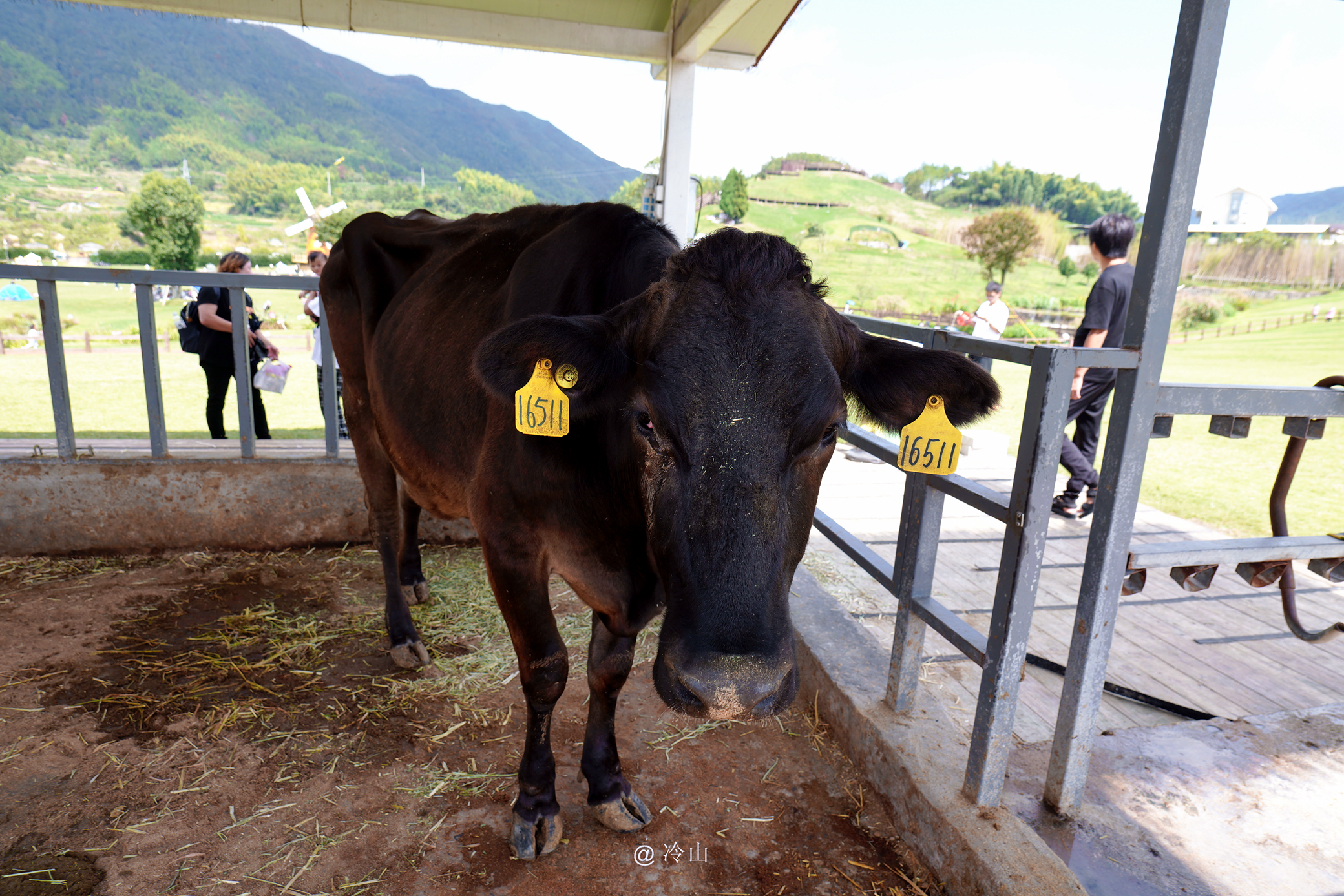 田园牧歌，温州的这座草原像童话