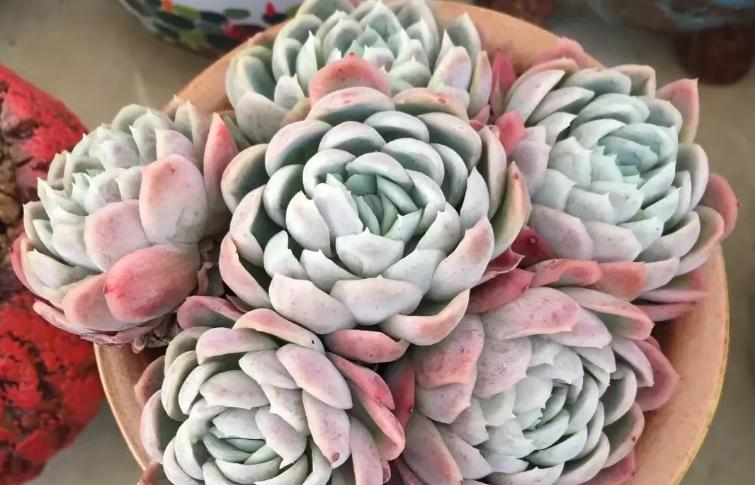 多肉冰梅怎么养出状态,多肉冰梅适合新手吗