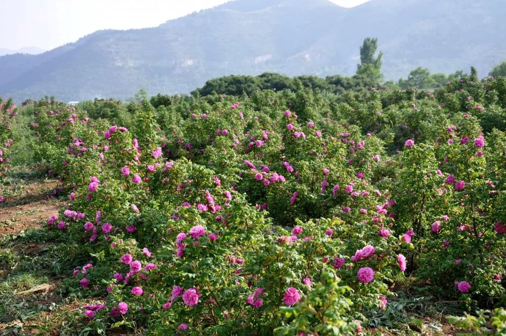 五一假期潍坊赏花踏青地推荐！这8个小众的绝美之地，一定要去走一走啊...