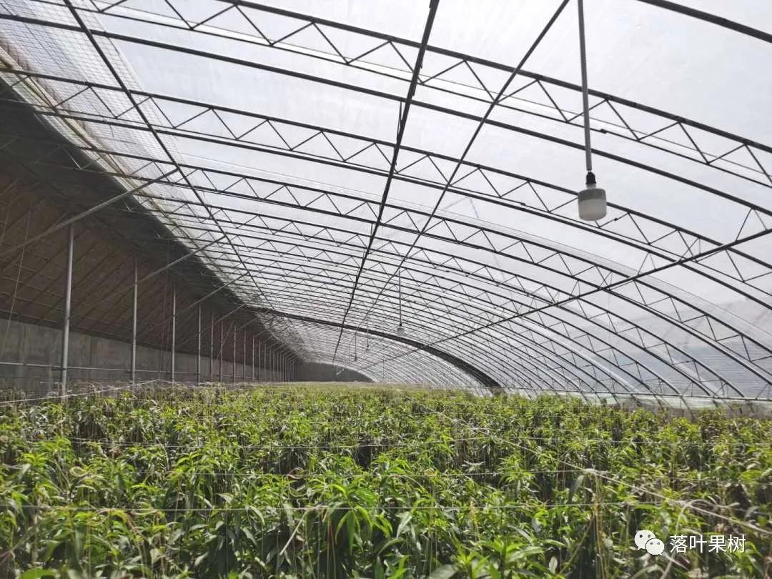 中国桃产业转型升级,桃产业转型升级的思考