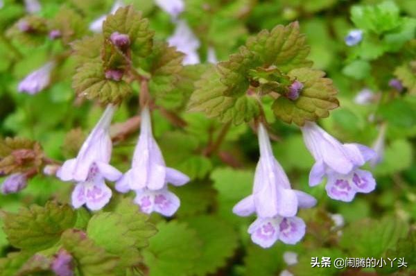 活血丹草分布,活血丹