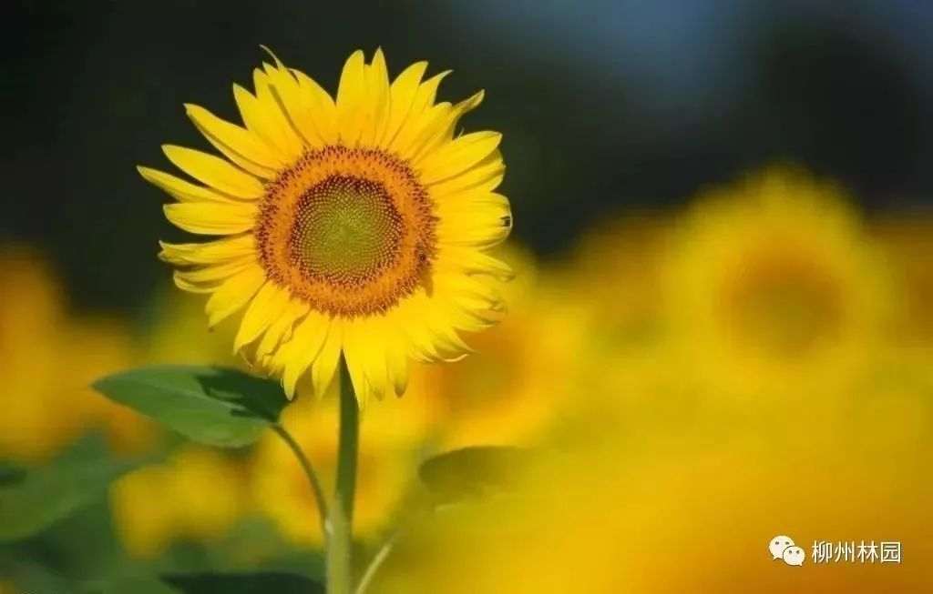 父亲节折什么花给父亲好,父亲节送给父亲什么