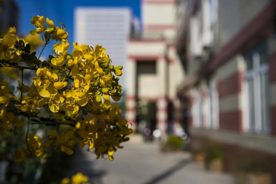 最美的风景美丽的校园,最美的风景就是校园