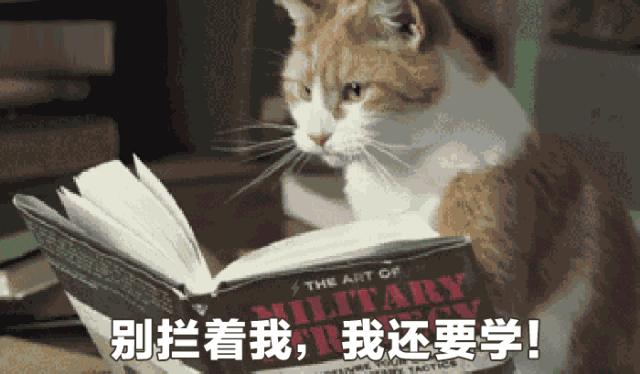 猫薄荷对猫咪有什么危害吗,让猫咪陷入疯狂的猫薄荷