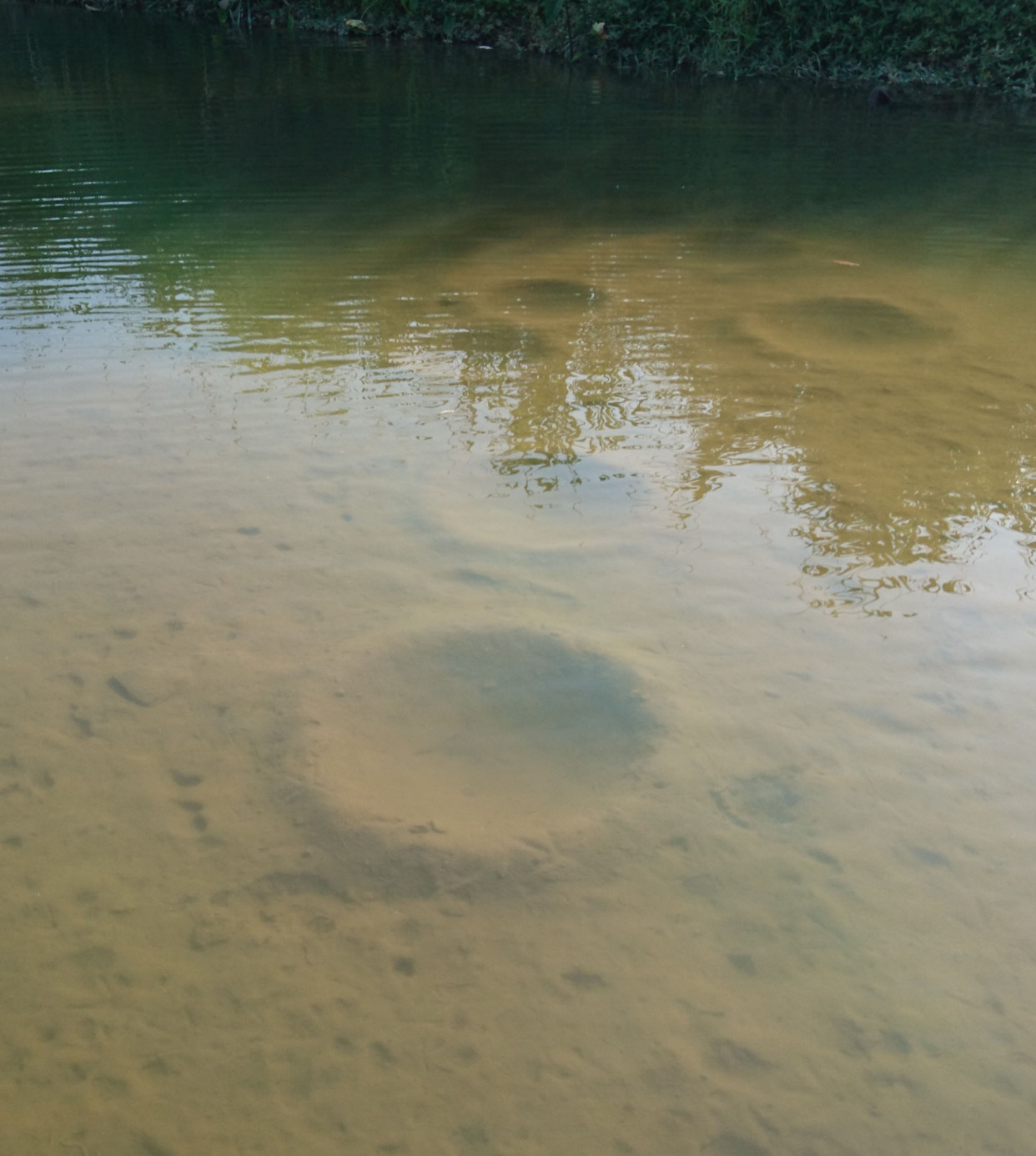 路亚入门路亚如何才能钓到鱼,淡水路亚怎么钓中鱼率高