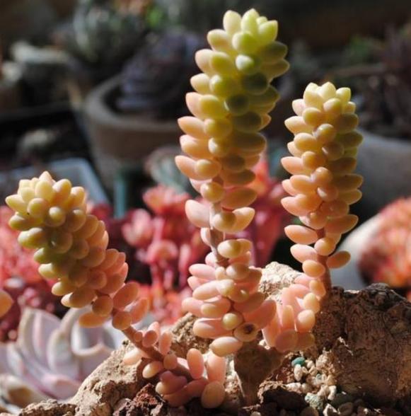 新玉缀多肉怎么扦插,玉缀叶插几天可以生根