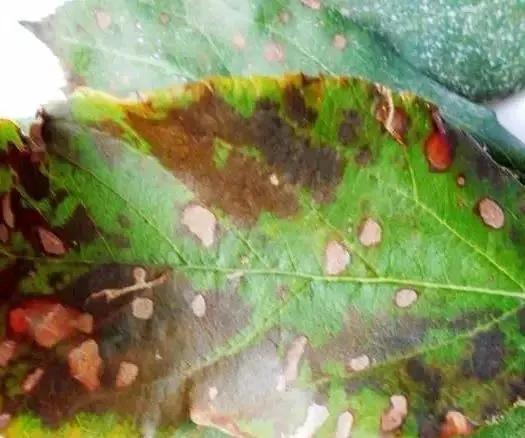 苹果树病虫害防治视频,苹果树病虫害全年防治大全