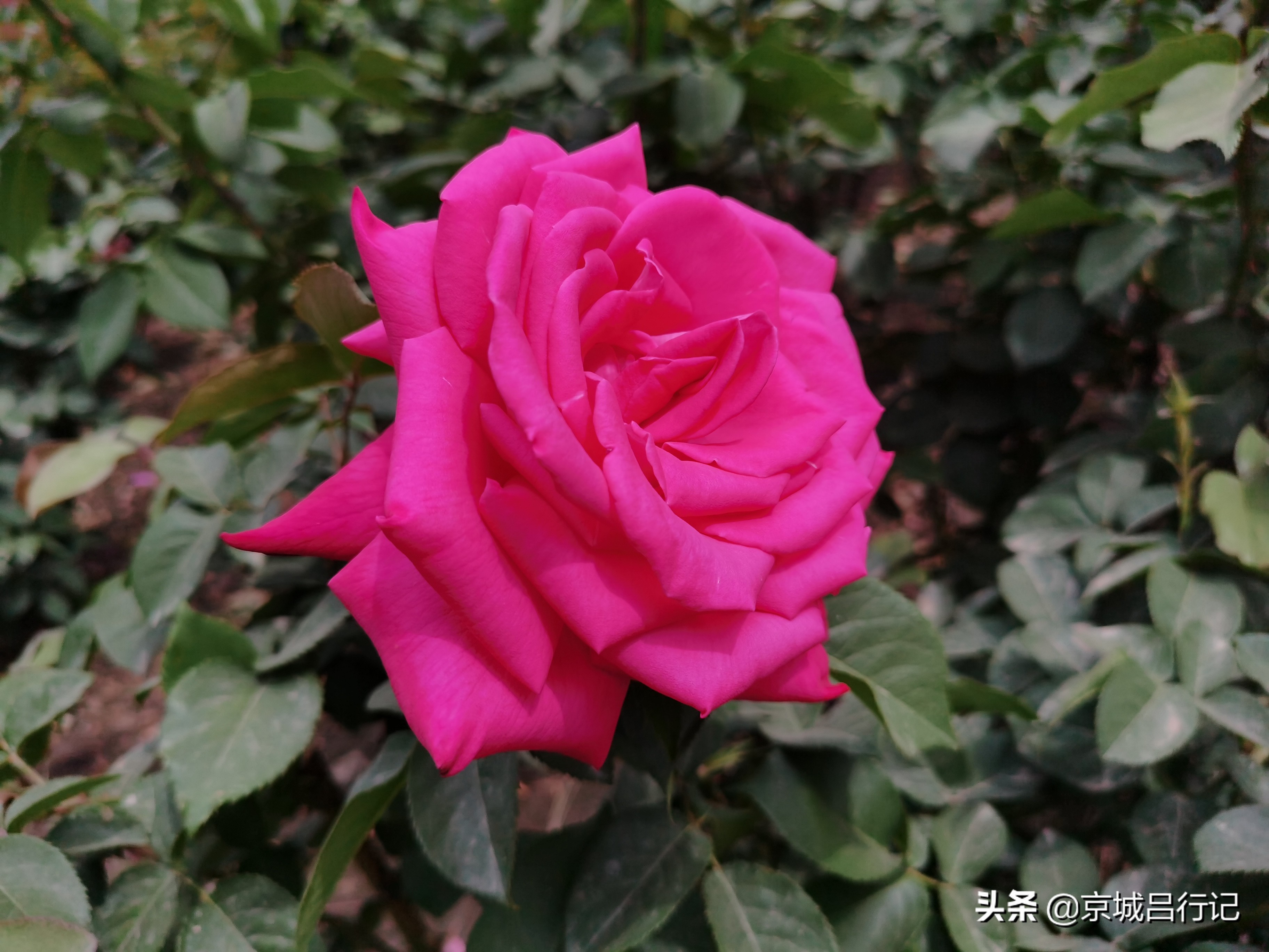 公园拍摄的月季花图片,在公园拍的牡丹花