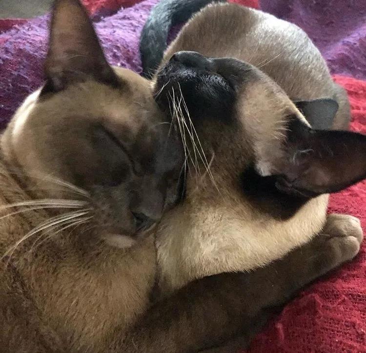 两只猫感情好不亲主人,两只猫感情好