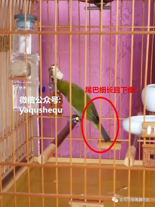 养鸟新技术绣眼,绣眼养鸟知识