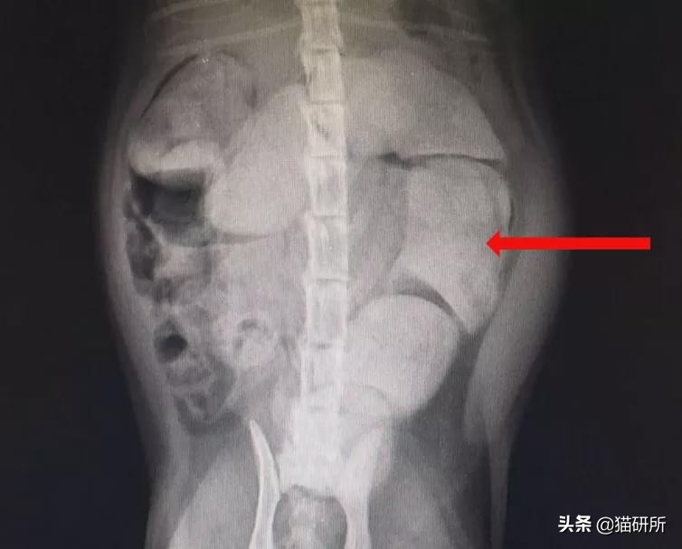 猫咪肚子圆鼓鼓，怎么区分是胖还是生病？