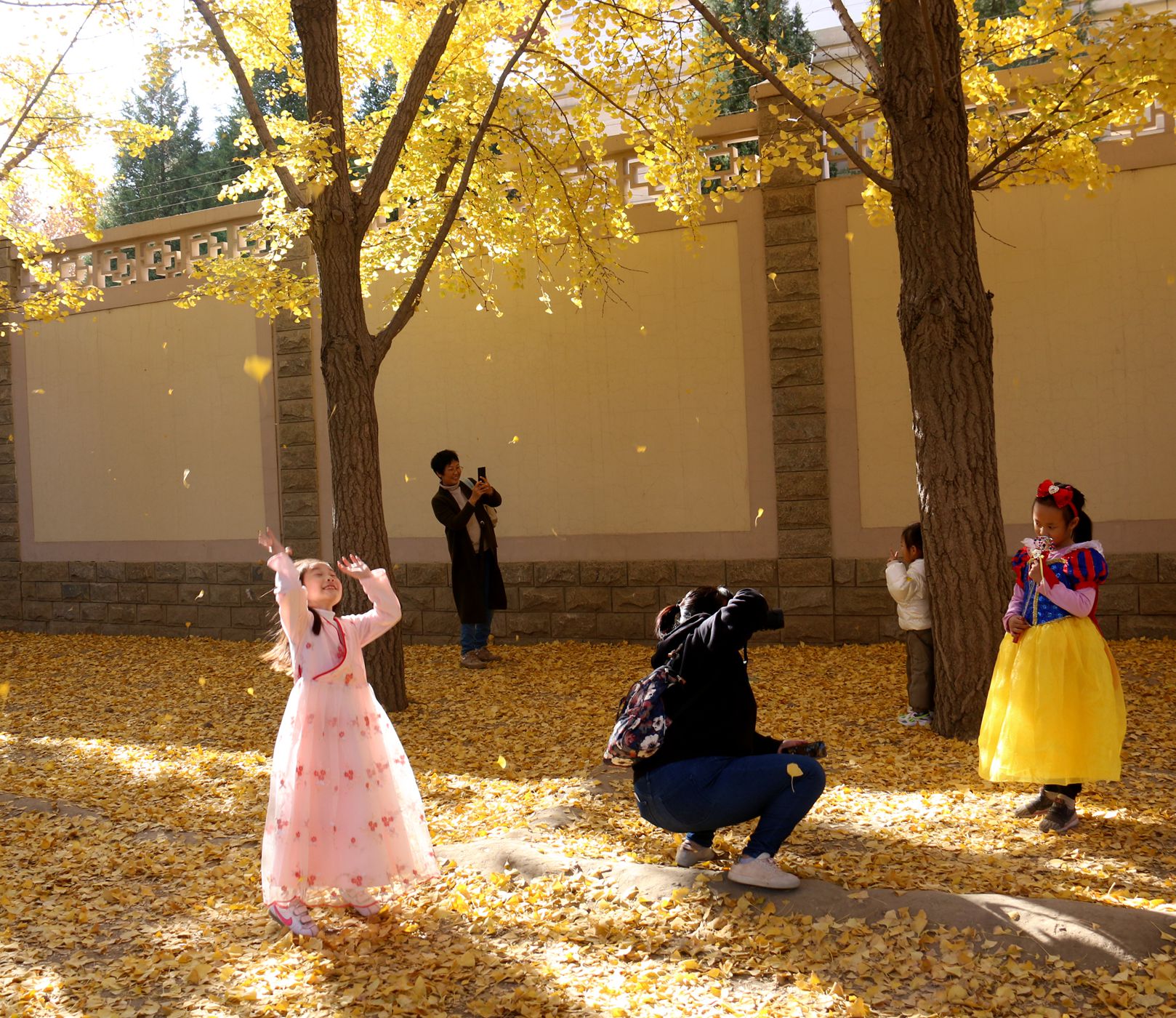 北京钓鱼台国宾馆银杏树大道,北京钓鱼台银杏大道图片