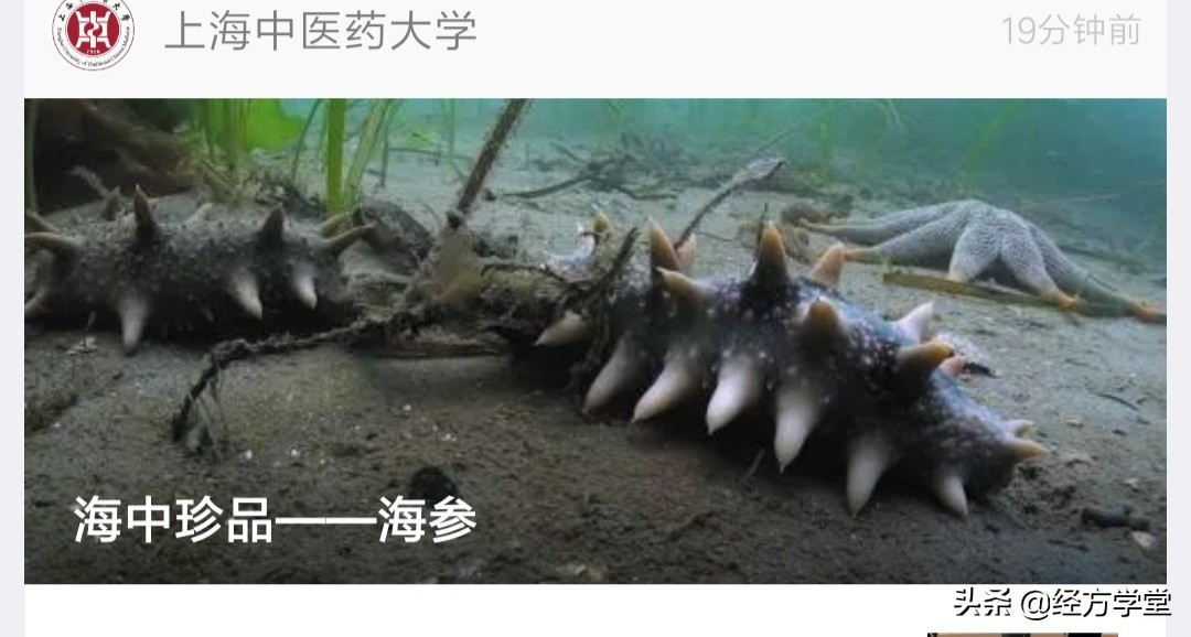 海中珍品——海参,教您怎样吃海参更好:上海中医药大学