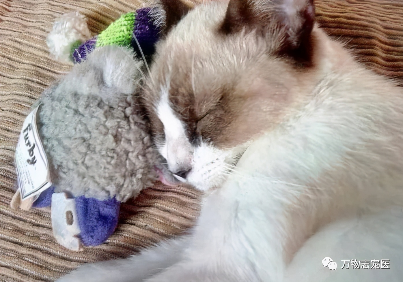 自从养了猫之后早上不想吃饭,自从养了猫之后总是失眠