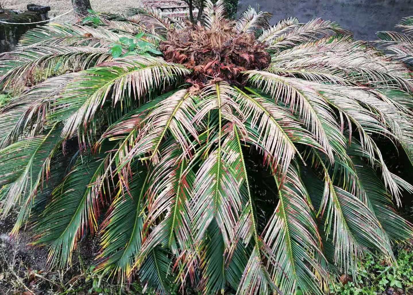 科普恐龙的食物有哪些,恐龙食物怎么获得