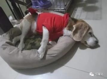 狗狗临终关怀,狗狗临死前的6大征兆铲屎官