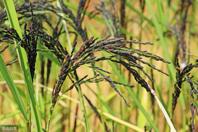 杂交水稻如何撒种,杂交水稻的种植技巧