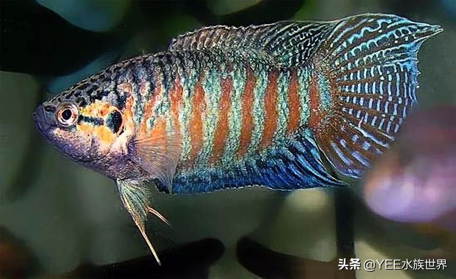 新手缸养国斗,新手养国斗