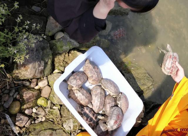 广东男主播在湖边捡到黄龟,男子钓到国家保护鱼类