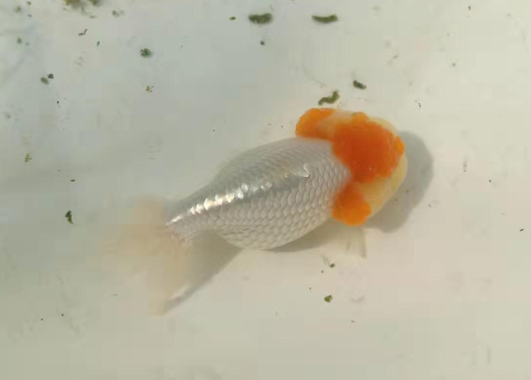 金鱼常见的几种疾病及治疗方法,金鱼生病升温多少度才能杀菌