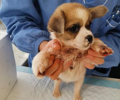 小狗被主人用502灌鼻子,小狗被灌502胶水