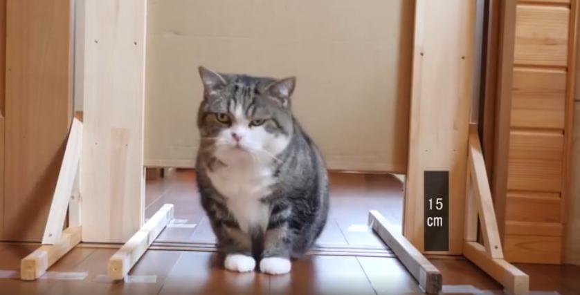 猫到底是不是用液体做的,猫咪到底是固体还是液体呢