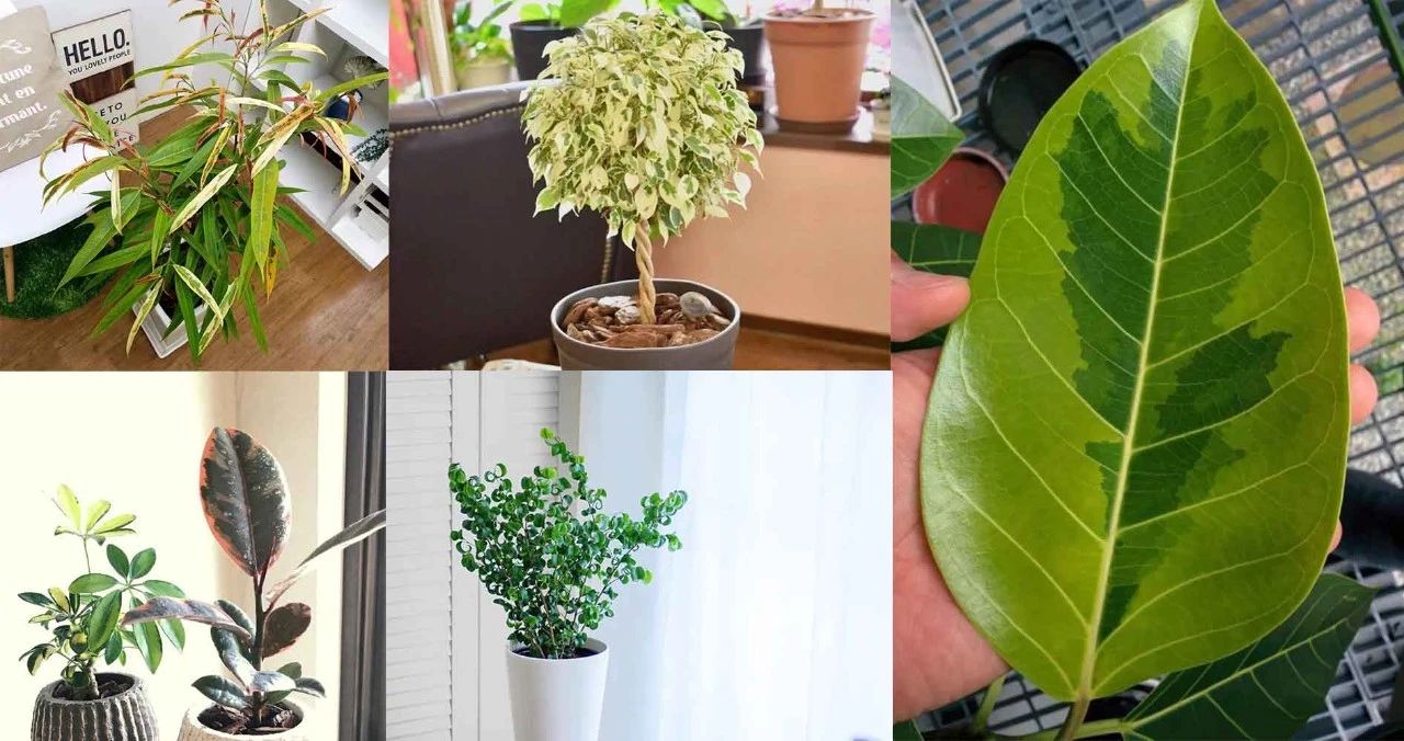 常见的榕属植物,美如画的树