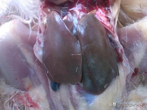 鸡拉黄痢最快急救方法,养鸡拉白痢的治法