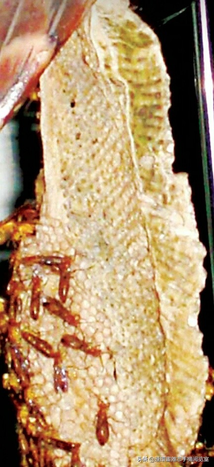 各式蜂巢,各种各样的蜂窝