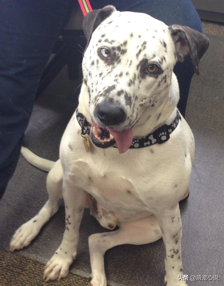 串串狗到底是什么品种的狗狗,什么品种的串串狗最可爱