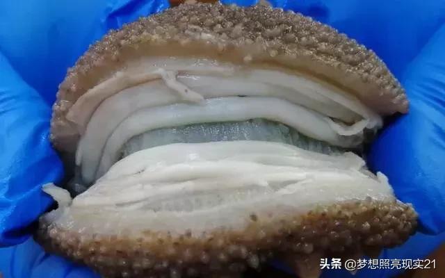 发海参时尾部要剪开吗,发海参有什么好的办法吗