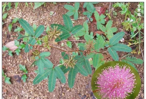 25种常见有毒的花草树木,警惕50种有毒植物