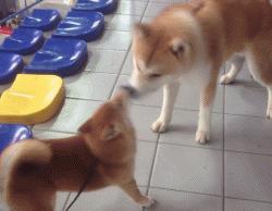 想养秋田犬快来看优缺点分析,想养狗狗幼犬最好养什么狗