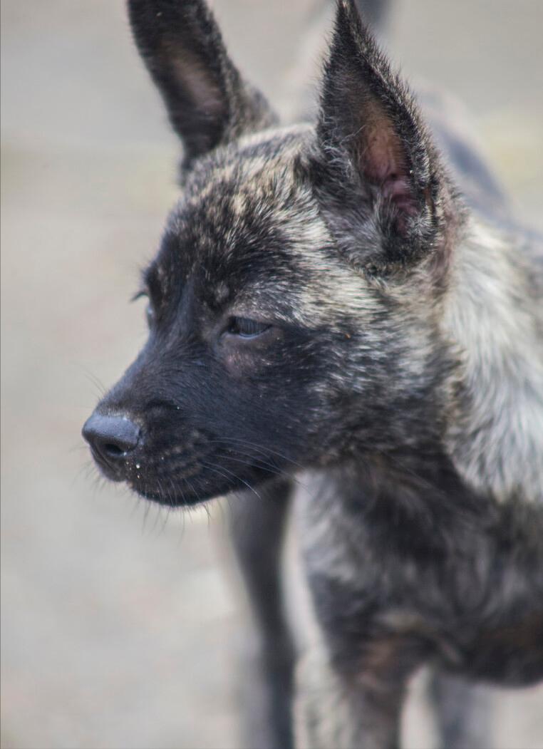 一只狗养了17年死前跟主人道别,老狗临死感人瞬间