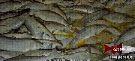 渔业危机纪录片,渔业阴谋纪录片预告
