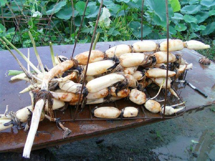 莲藕种植技术如何施肥,莲藕栽培技术和方法